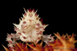 Candy Crab :) by William Loke 